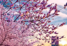 吉车汇（北京）信息科技有限公司长春分公司